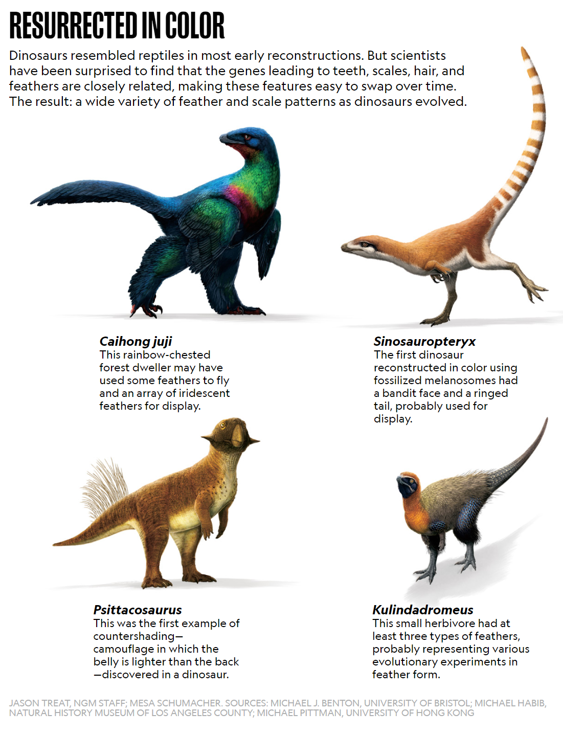 four dinosaurs covered in feathers