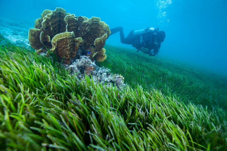 scuba diver swimming over seagrass meadows