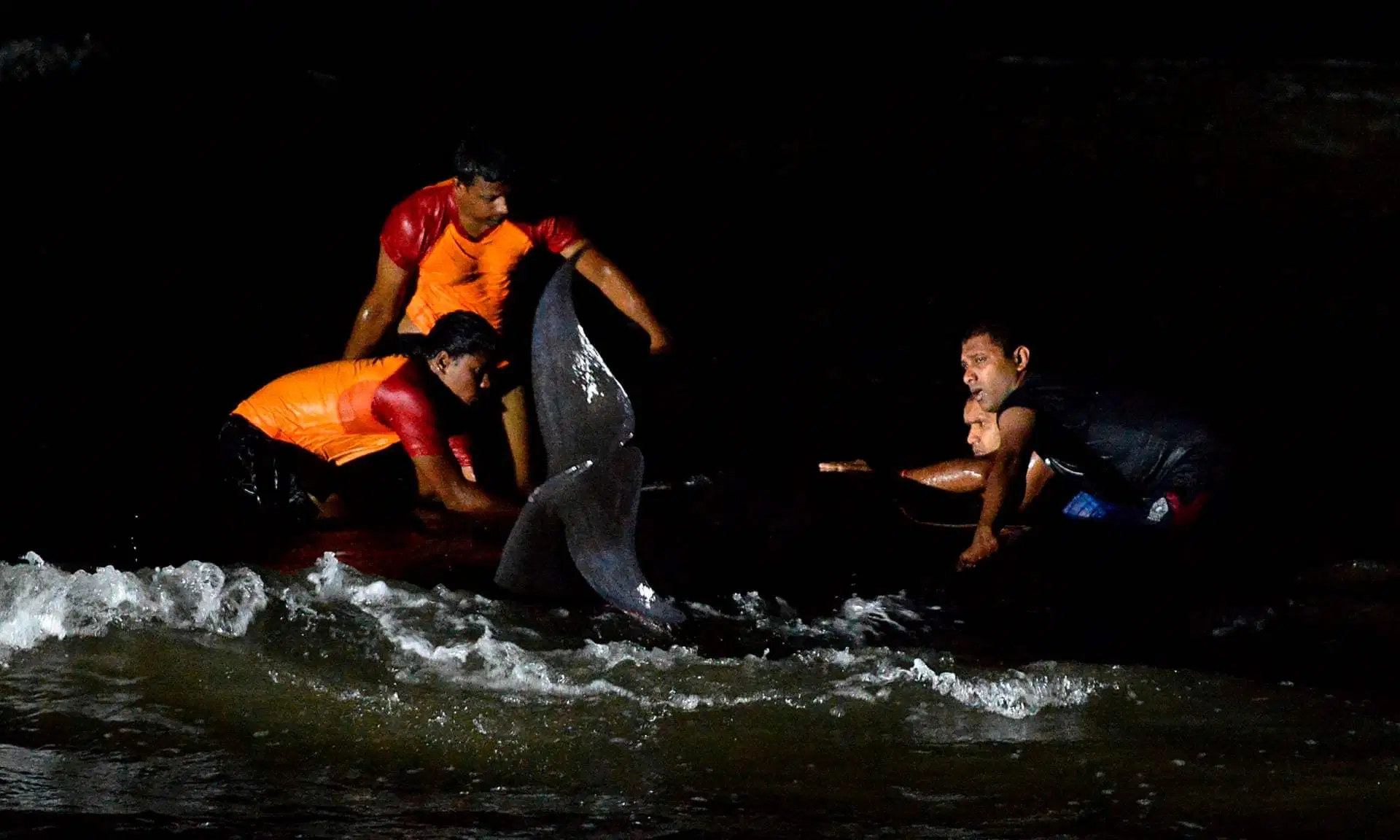 people in surf rescuing whales