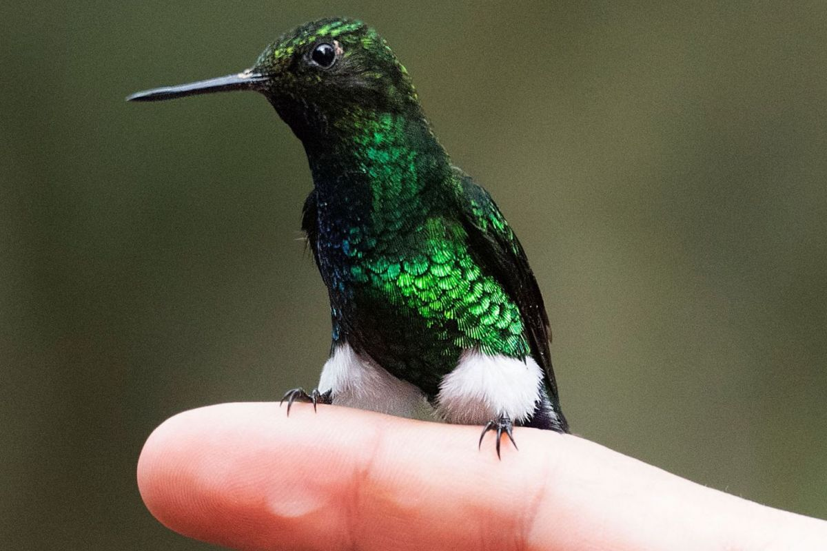 hummingbird on finger
