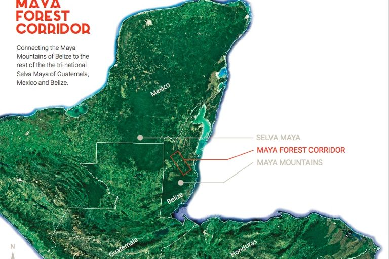 map of forest in Central America