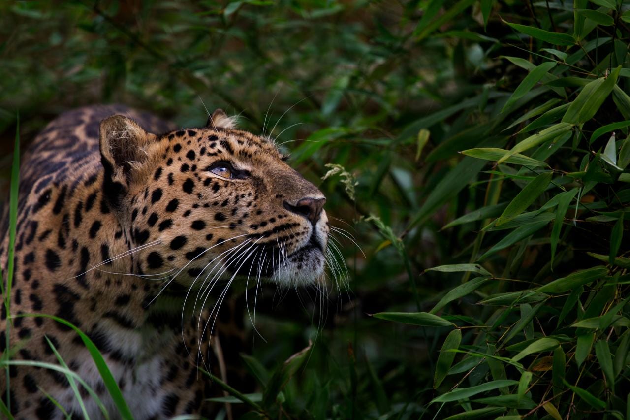 Sleeping Sickness in Chad, Forests in Ukraine and Amur Leopards in Siberia